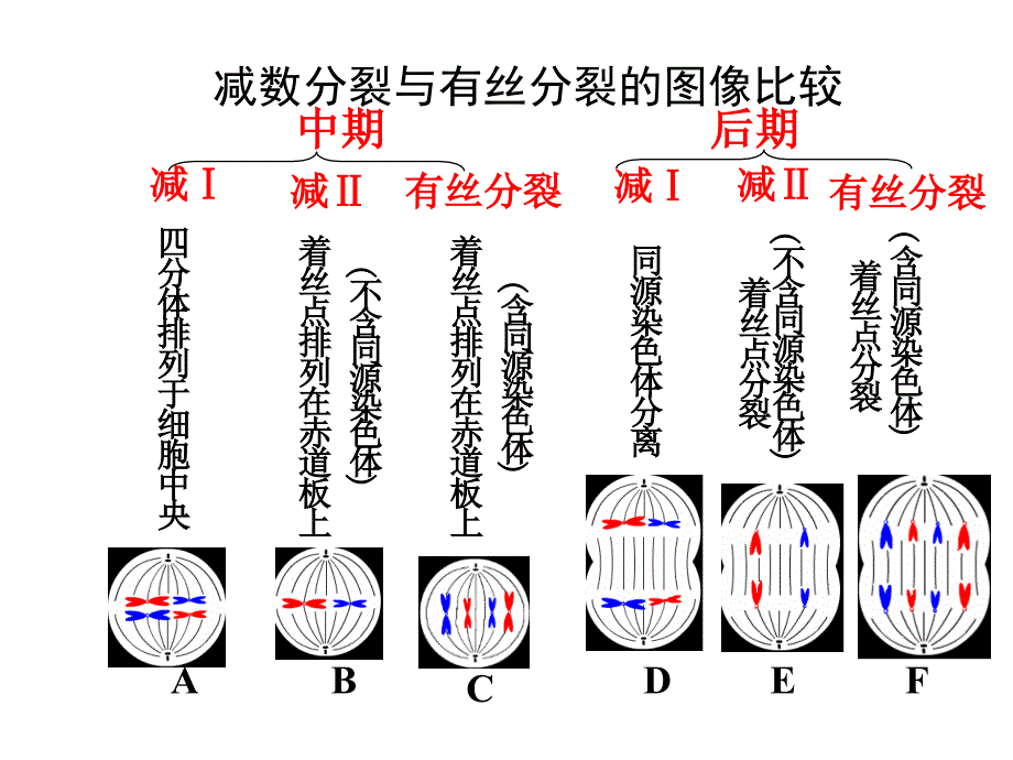 有丝分裂和减数分裂的比较_第3页