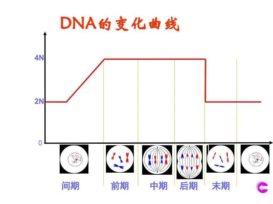 有丝分裂和减数分裂的比较_第5页