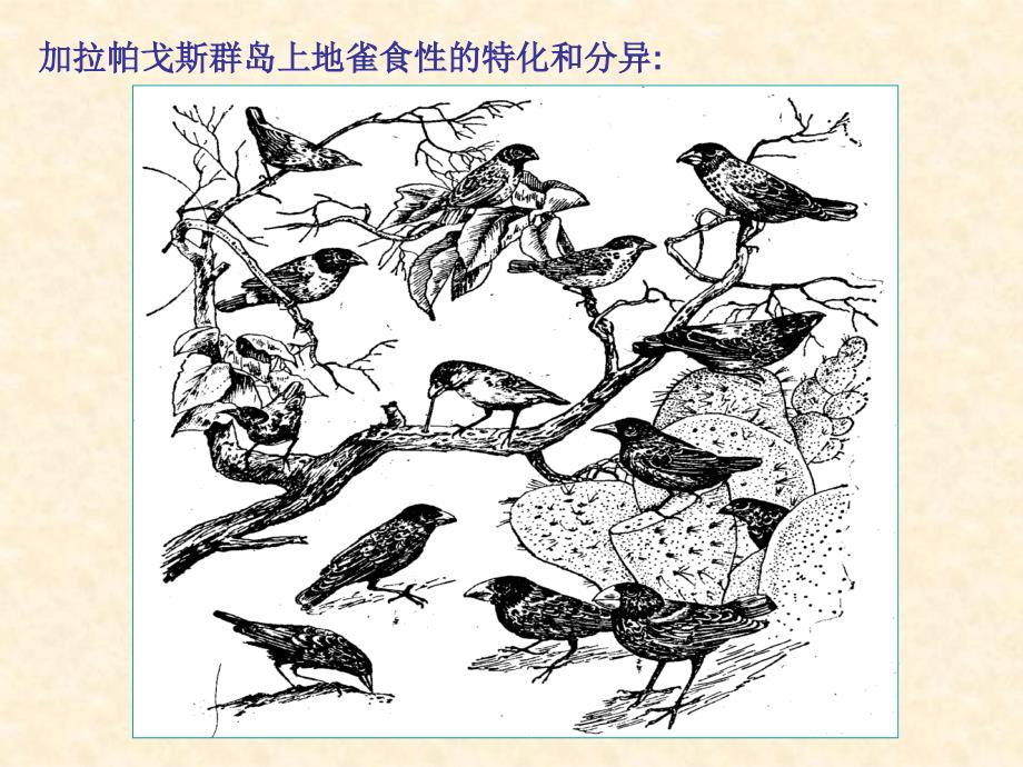 进化生物学：第10章 生态系统的进化_第4页