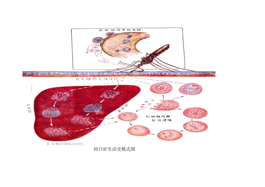 怎样判别疟疾的再燃和复发_第2页