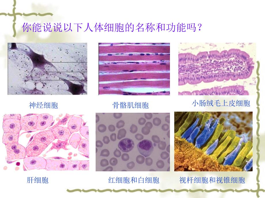 细胞分化和植物细胞全能性（第一课时）_第2页