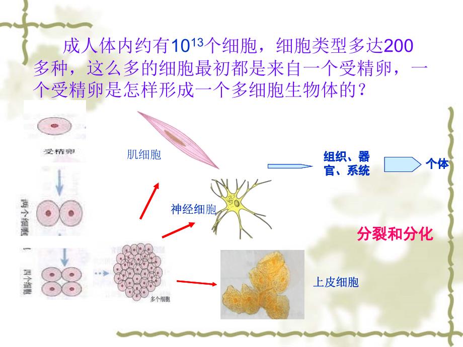 细胞分化和植物细胞全能性（第一课时）_第3页