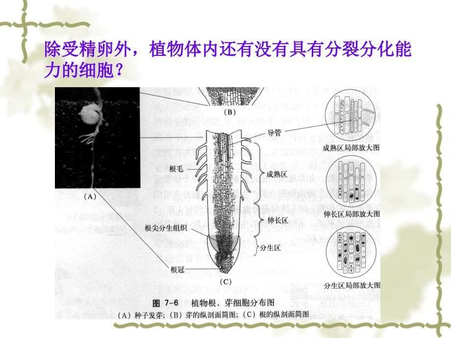 细胞分化和植物细胞全能性（第一课时）_第5页