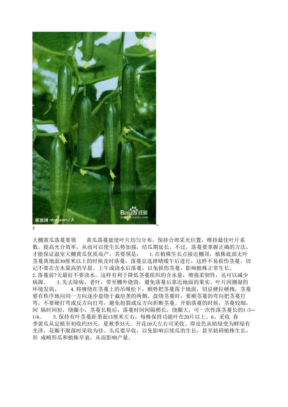 黄瓜的种植方法_第4页