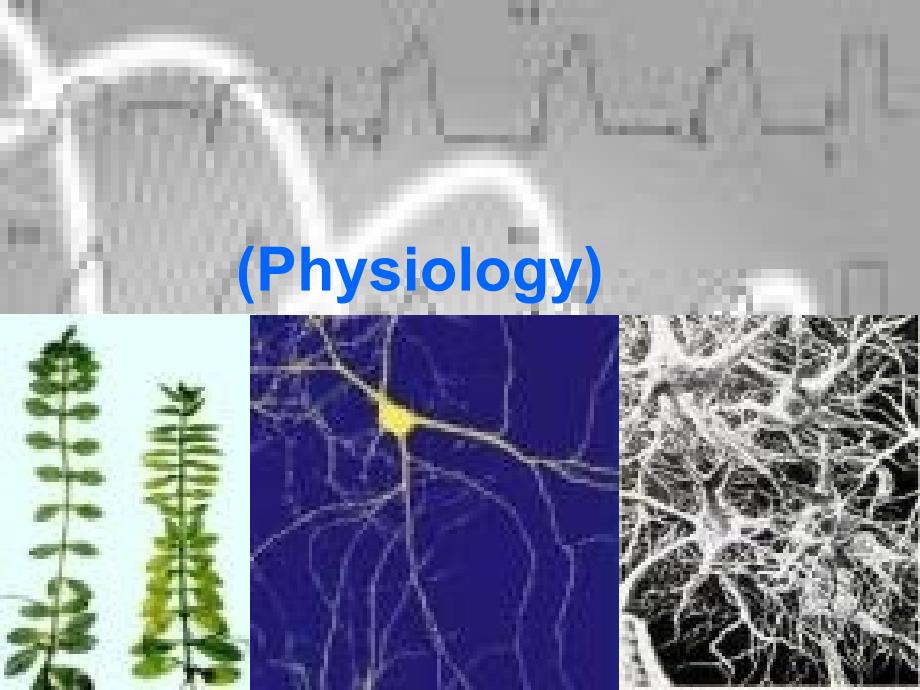 生理学虽然是生物学的一个分支_第1页