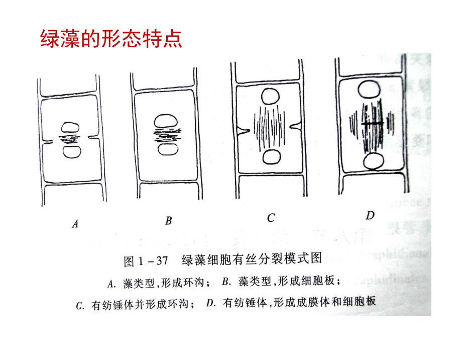 植物学教学课件：绿藻门Chlorophyta_第3页