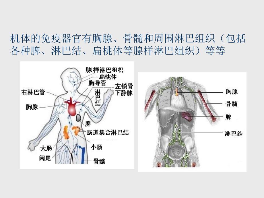 淋巴细胞亚群的临床应用_第2页