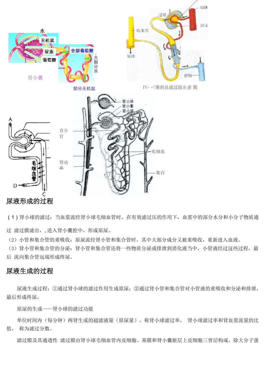 尿液形成的过程资料_第2页