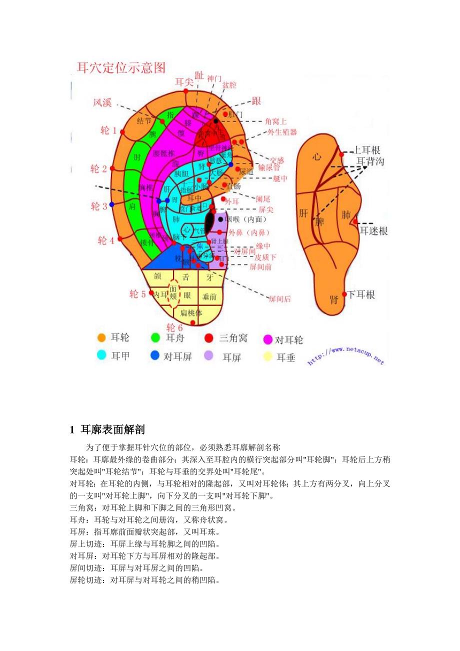 耳穴位置及主治介绍.doc_第1页