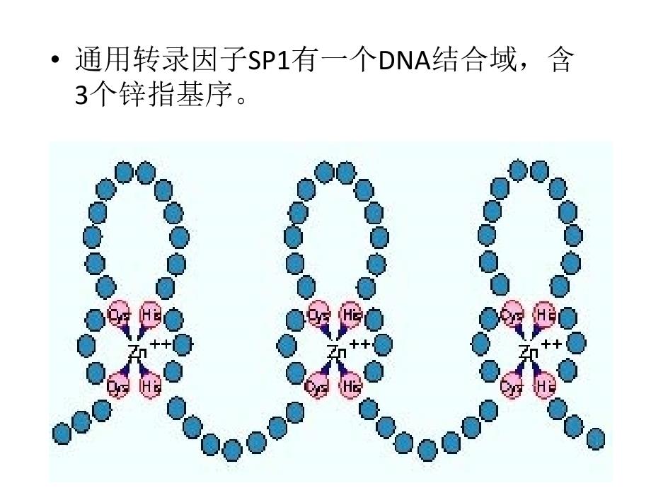 三DNA结合基序_第4页