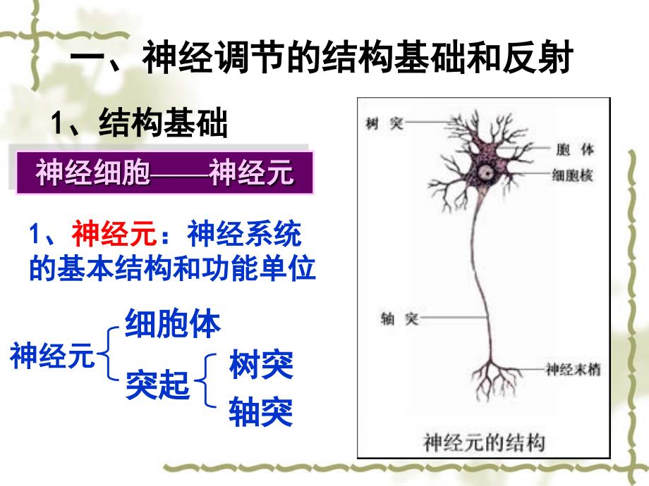 通过神经系统的调节_第2页