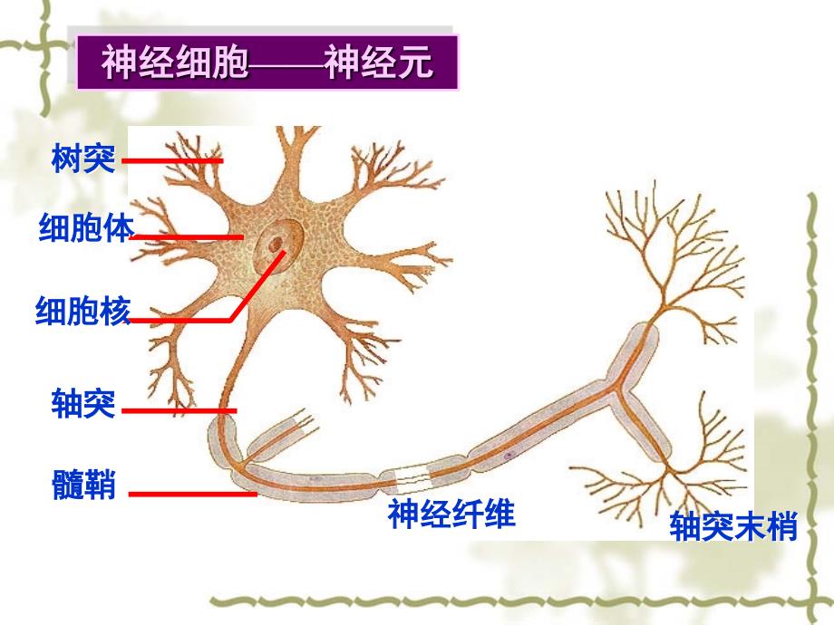 通过神经系统的调节_第3页