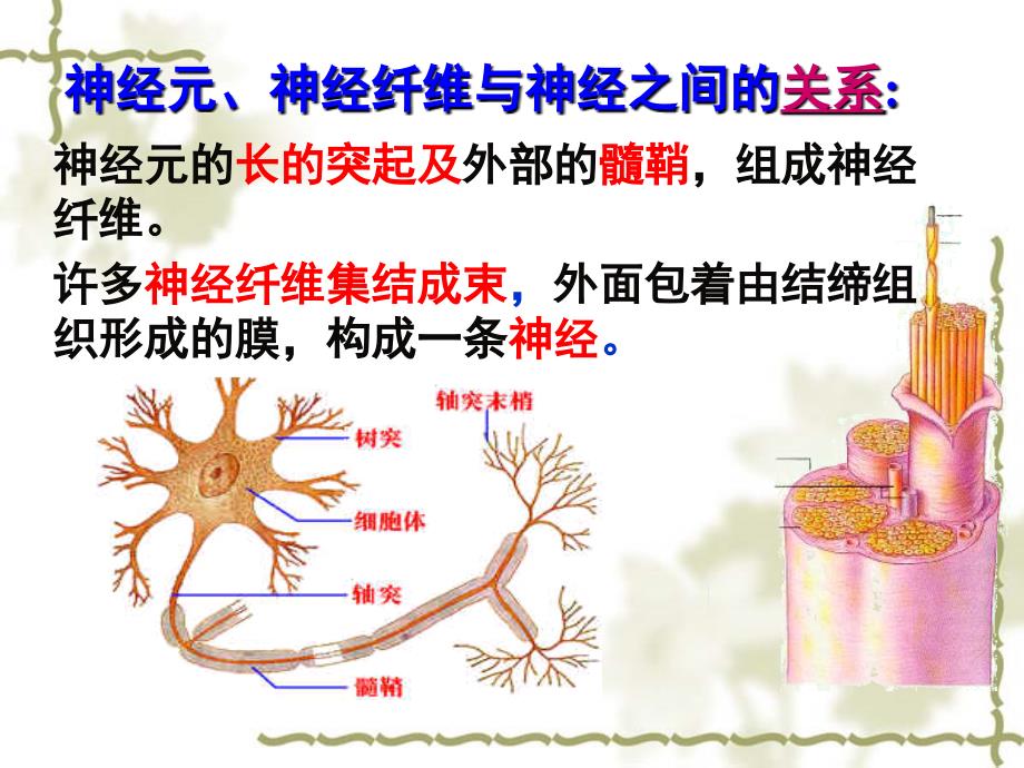 通过神经系统的调节_第4页