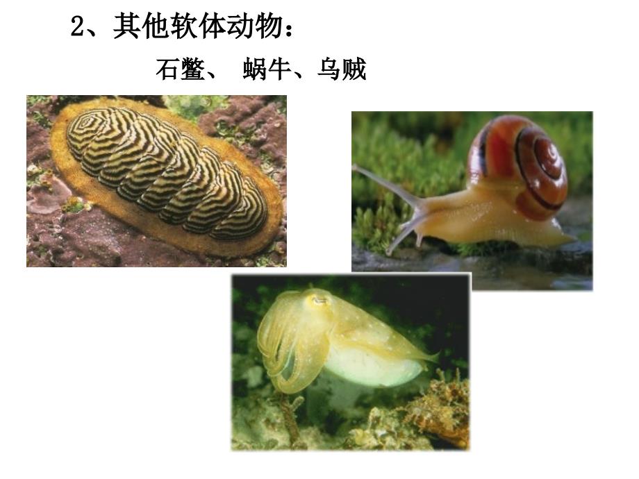 八年级上生物课件第三节软体动物和节肢动物_第4页