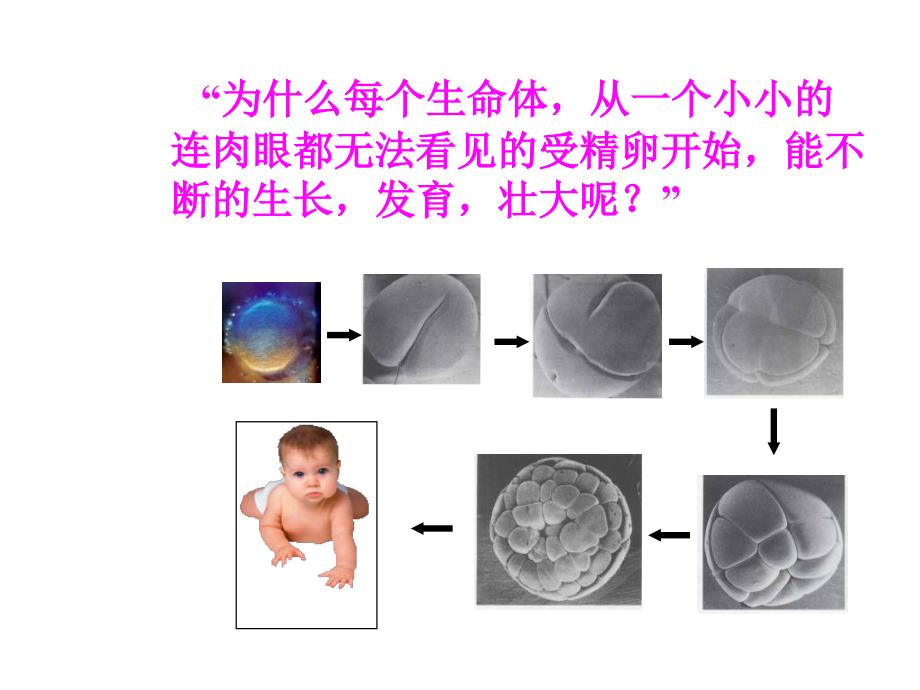 生物第2单元第2章第3节细胞通过分裂产生新细胞_第4页