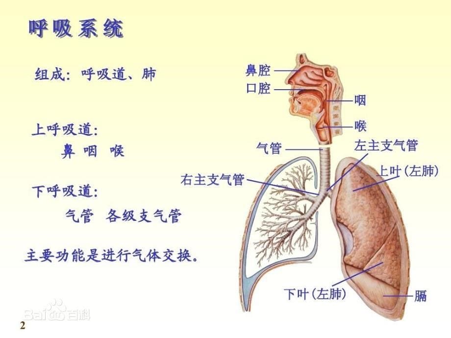 大象版科学四下2.2有趣的呼吸器官课件5_第5页