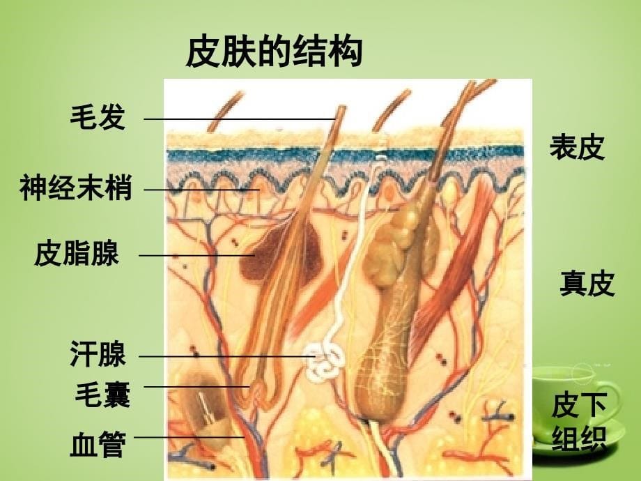 人教初中生物七下《第4单元 第5章 人体内废物的排出》PPT课件 (4)_第5页