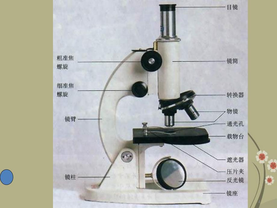 211七年级生物上册第二单元第一章《细胞是生命活动的基本单位》第一节《练习使用显微镜》课件（新版）新人教版_第4页