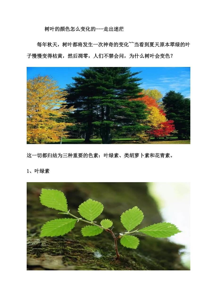 树叶的颜色怎么变化的.docx_第1页