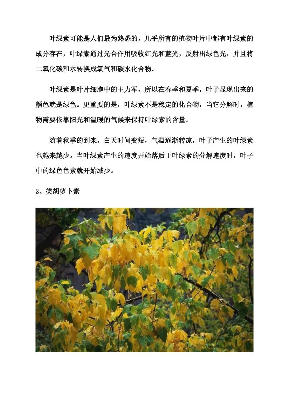 树叶的颜色怎么变化的.docx_第2页