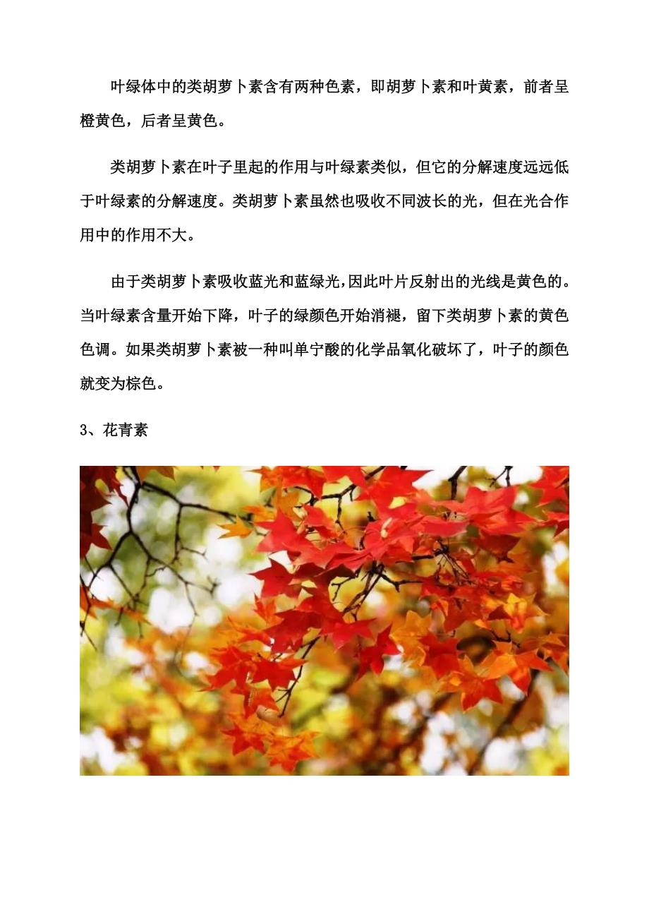 树叶的颜色怎么变化的.docx_第3页