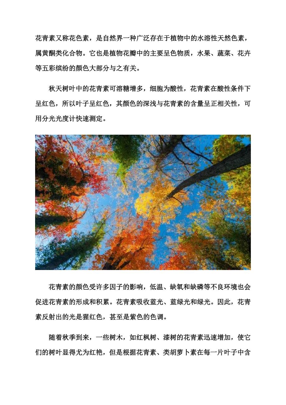 树叶的颜色怎么变化的.docx_第4页