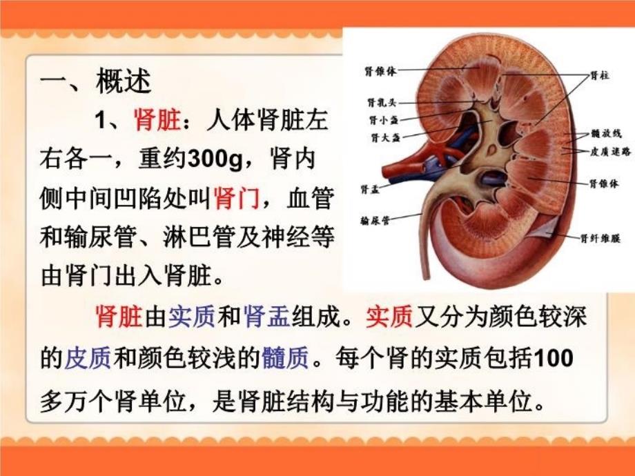 最新学前卫生学泌尿系统PPT课件_第4页