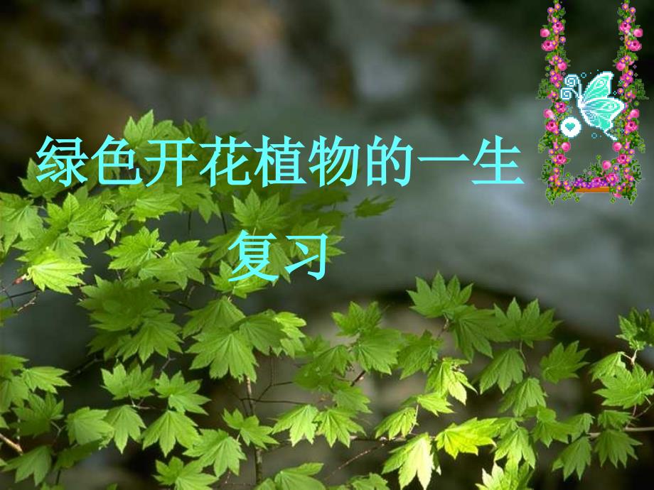 绿色植物的一生复习_第1页