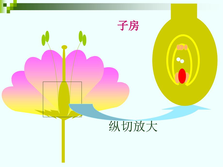 绿色植物的一生复习_第3页