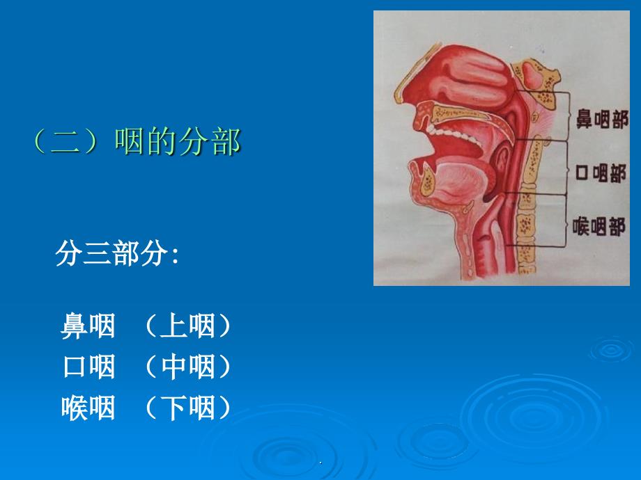 咽科学PPT课件_第3页