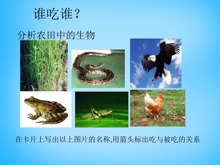 江苏省宜兴市伏东中学七年级生物上册3.6.1食物链课件新版苏科版_第4页