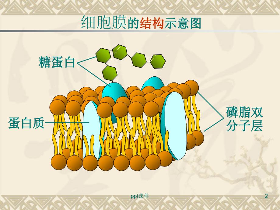 物质跨膜运输的方式课件_第2页