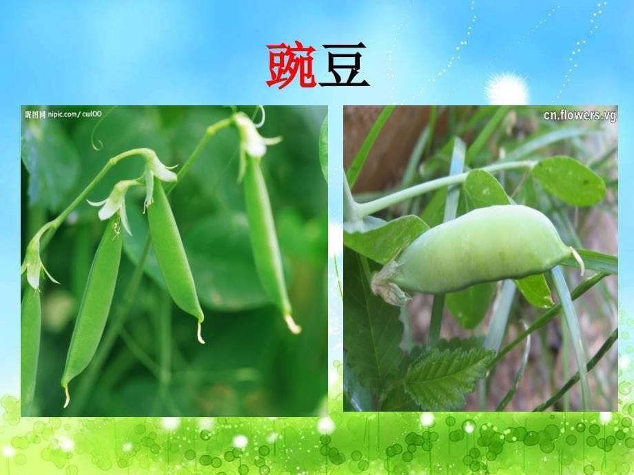 《23植物妈妈有办法》剖析课件_第5页