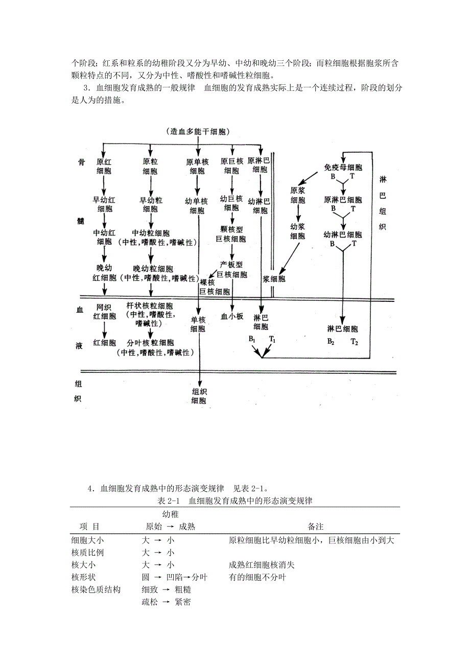 92-第二章-造血与血细胞分化发育_第3页