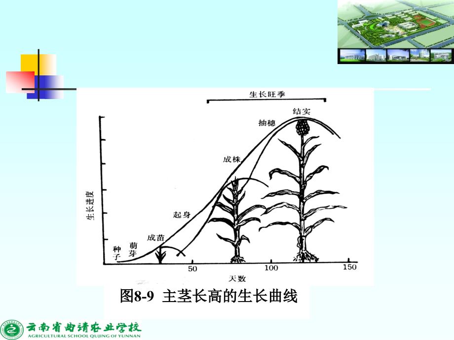 植物的营养生长课件_第4页