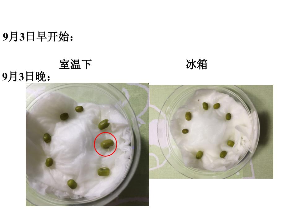 教科版五年级科学上册课件：种子发芽实验(二)_2_第3页