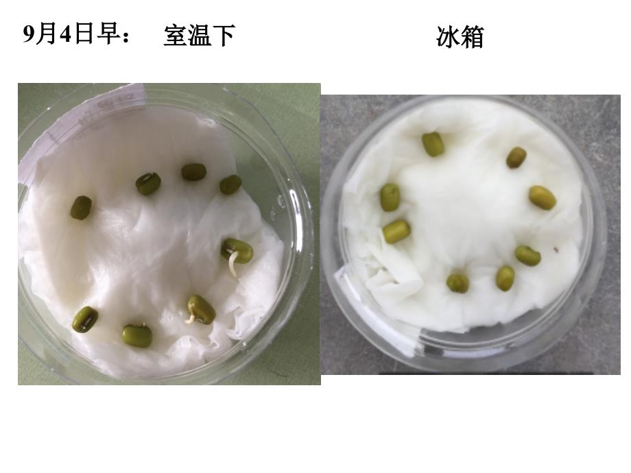 教科版五年级科学上册课件：种子发芽实验(二)_2_第4页