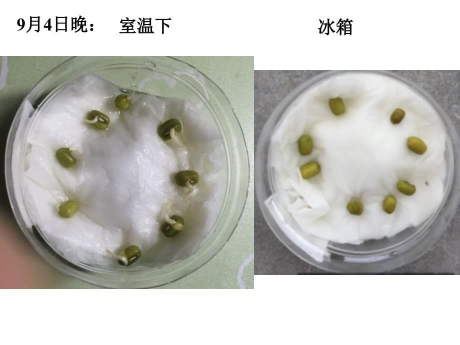 教科版五年级科学上册课件：种子发芽实验(二)_2_第5页