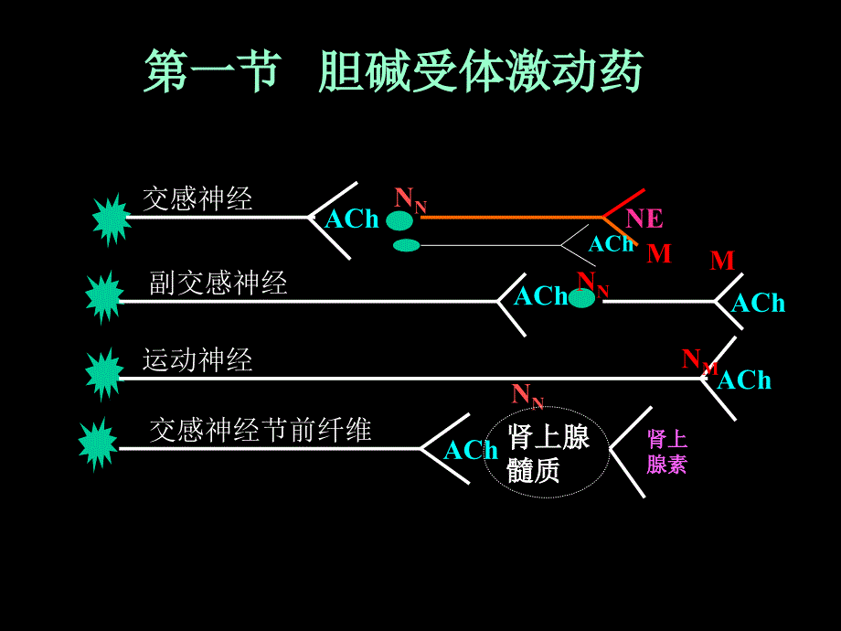 药理学课件：第六章 胆碱受体激动药和胆碱受体阻断药_第2页