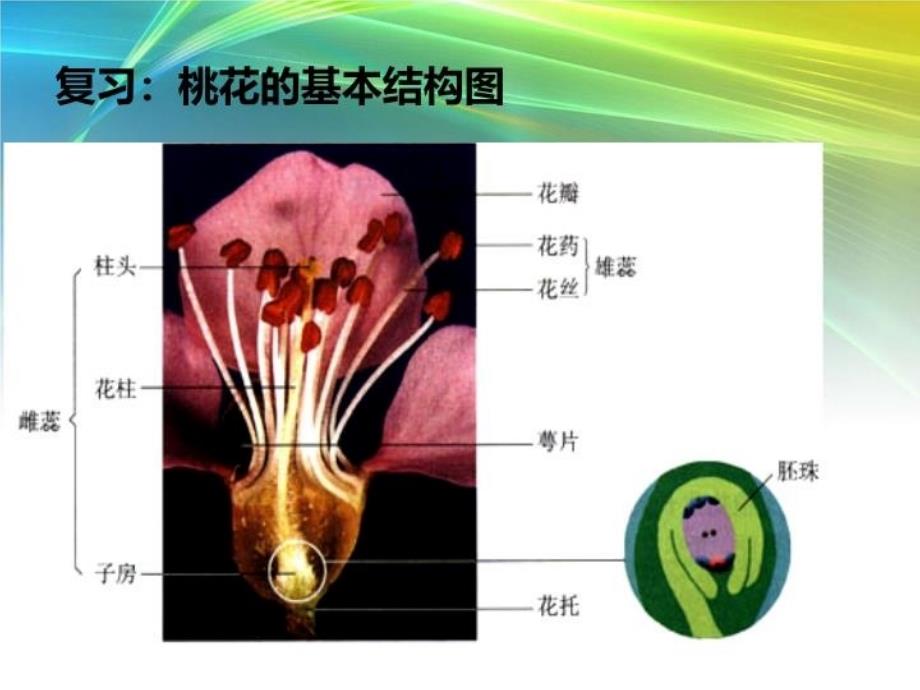 植物的生殖课件复习进程_第4页