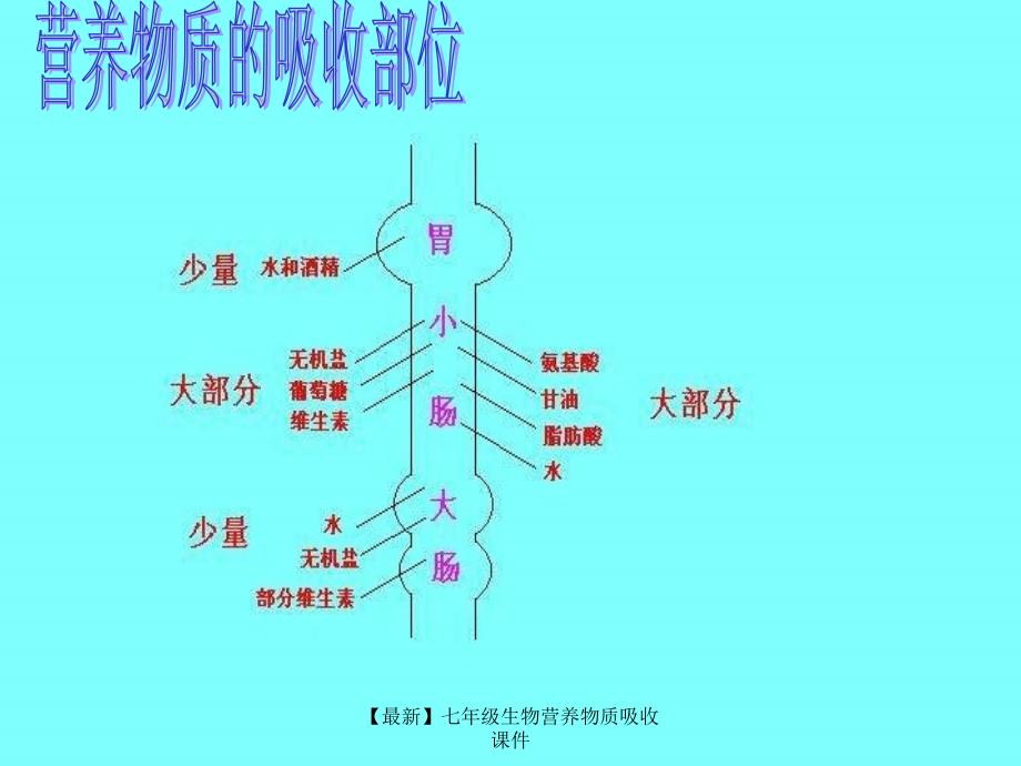 最新七年级生物营养物质吸收课件_第2页