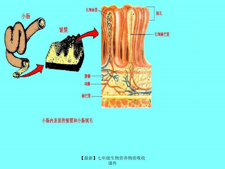 最新七年级生物营养物质吸收课件_第4页