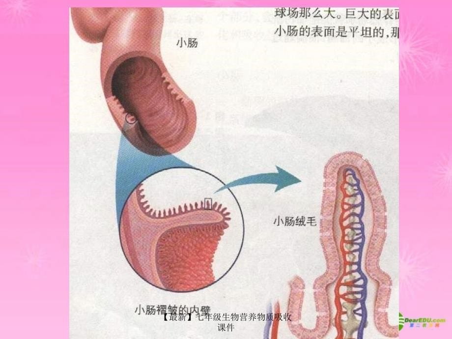 最新七年级生物营养物质吸收课件_第5页