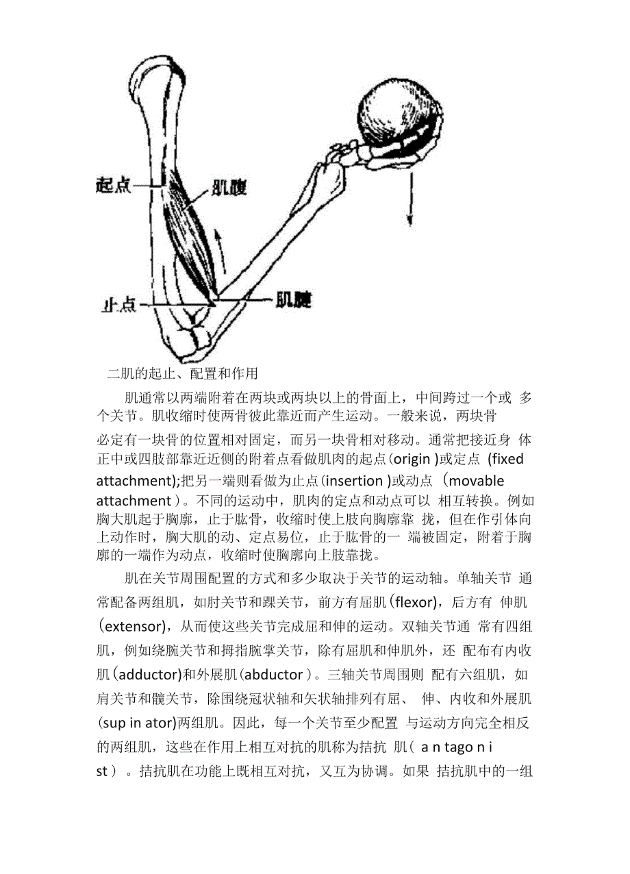 系统解剖学-运动系统-肌学_第3页