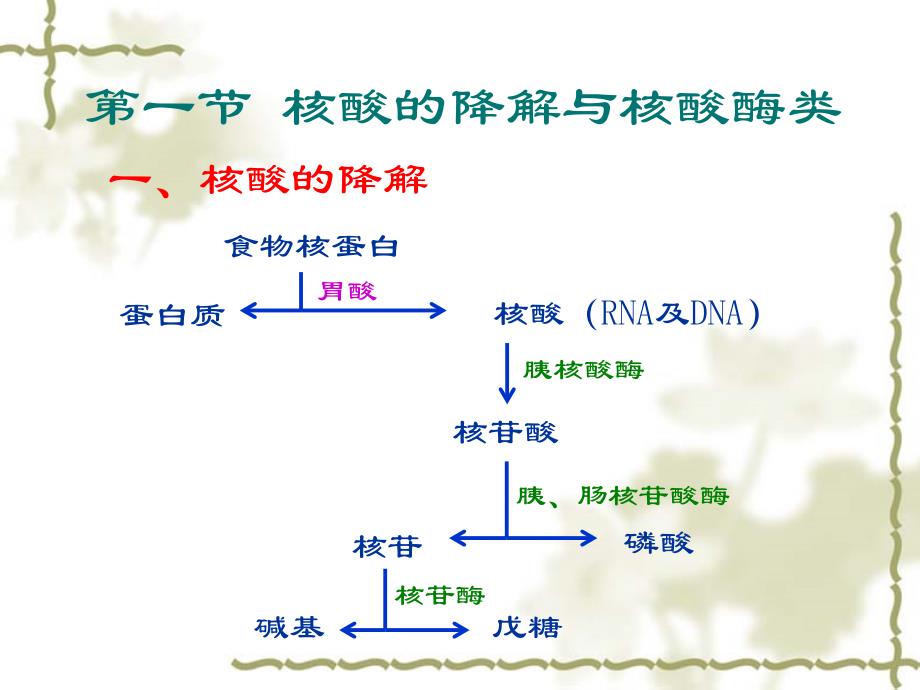 生物化学核酸的降解与核苷酸代谢_第2页