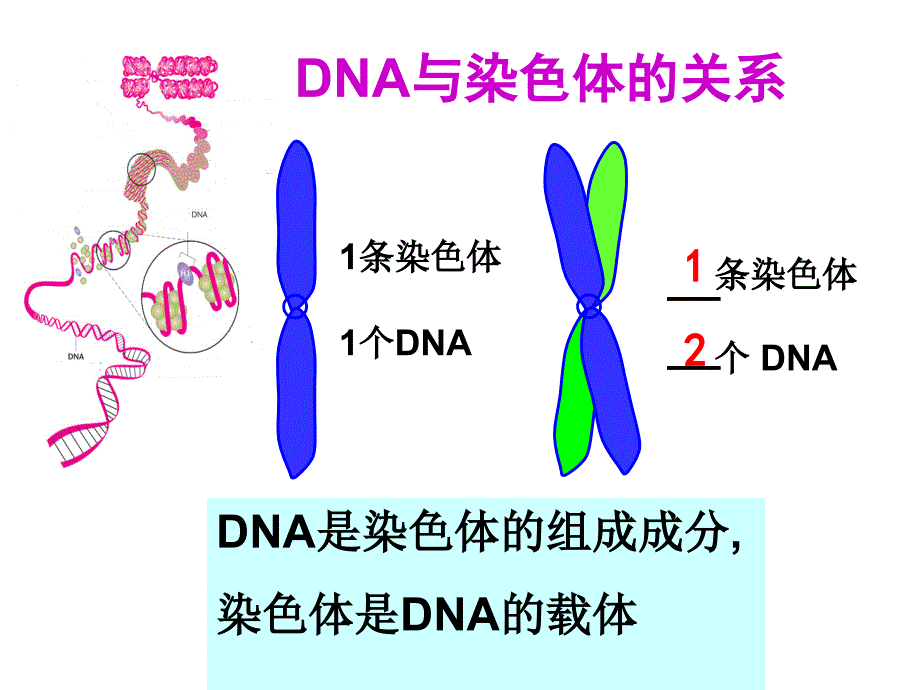 34基因是有遗传效应的DNA片段讲课用_第2页