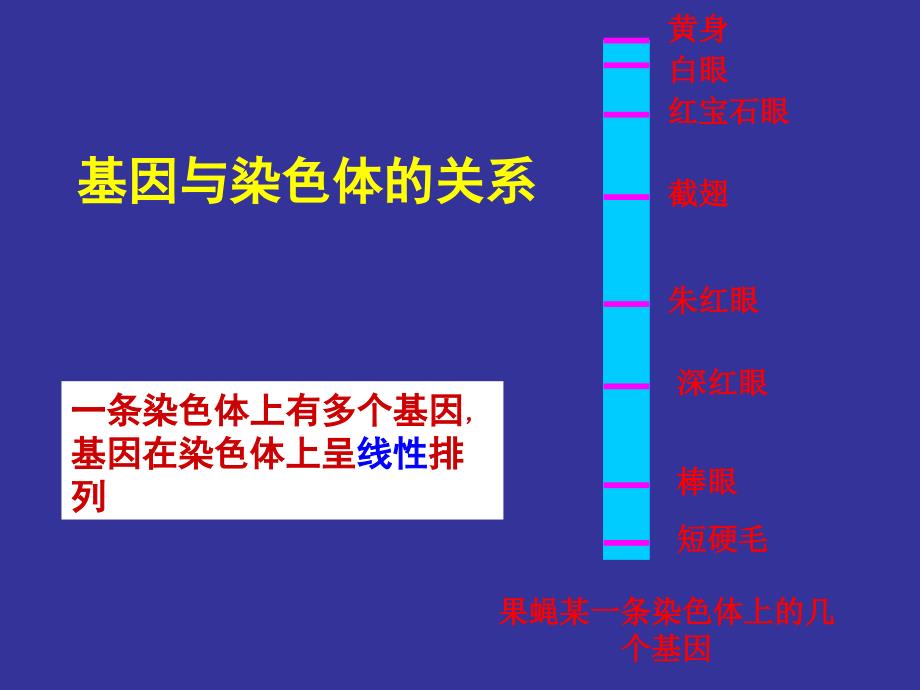 34基因是有遗传效应的DNA片段讲课用_第3页