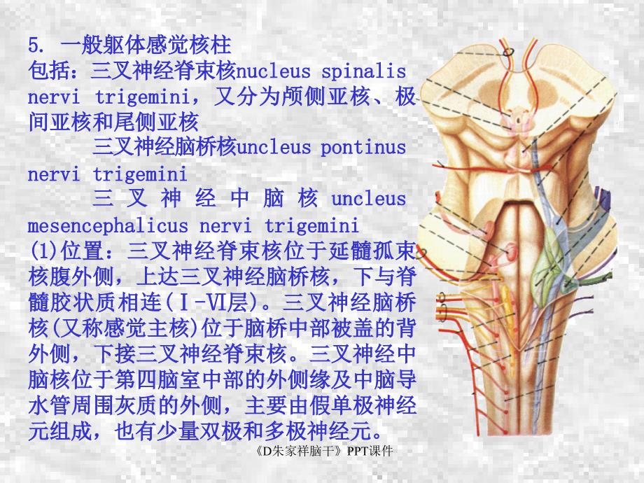 D朱家祥脑干课件_第4页