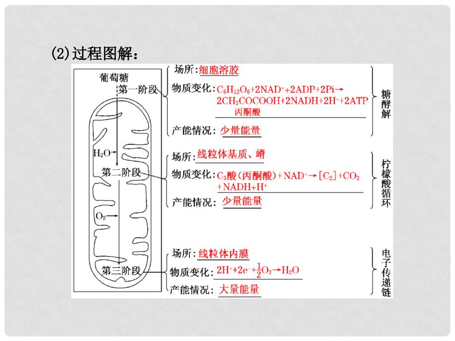 高考生物一轮复习 高频考点通关讲练 第3单元 第2讲 ATP的主要来源 细胞呼吸课件 新人教版必修1_第3页