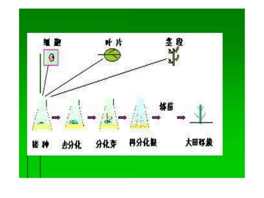 植物组织培养技术1518660470_第3页